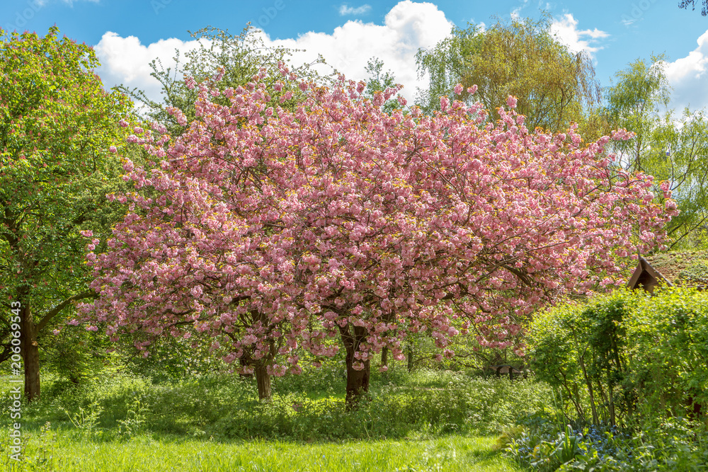 Spring flowering tree in the park