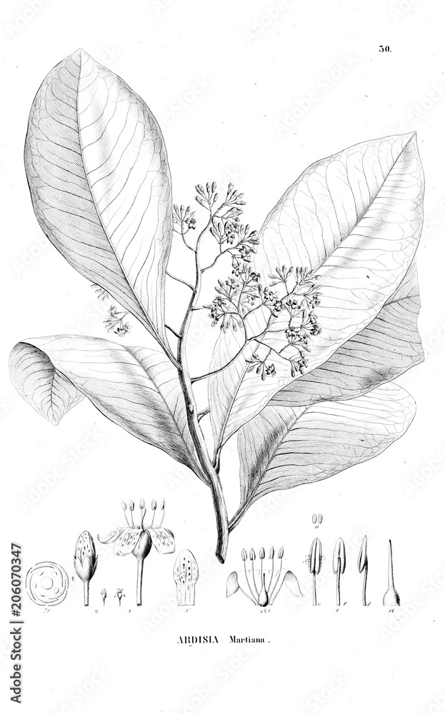 Illustration of plant Illustration of plant