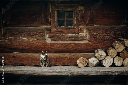 Cute grey cat sitting near old wooden house in Scandinavia, norwegian national park, domestic cat on rustic wood cottage background