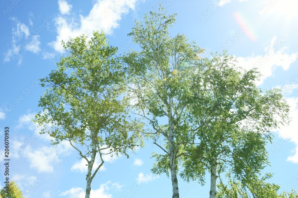 Obraz premium 白樺青空