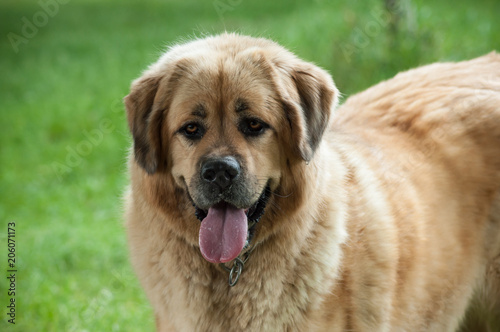 portrait of tibetan dog in urban park