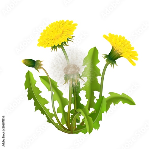 Fototapeta Naklejka Na Ścianę i Meble -  Dandelion bush realistic isolated. Spring fluffy yellow flower with leaves and stems. Vector illustration