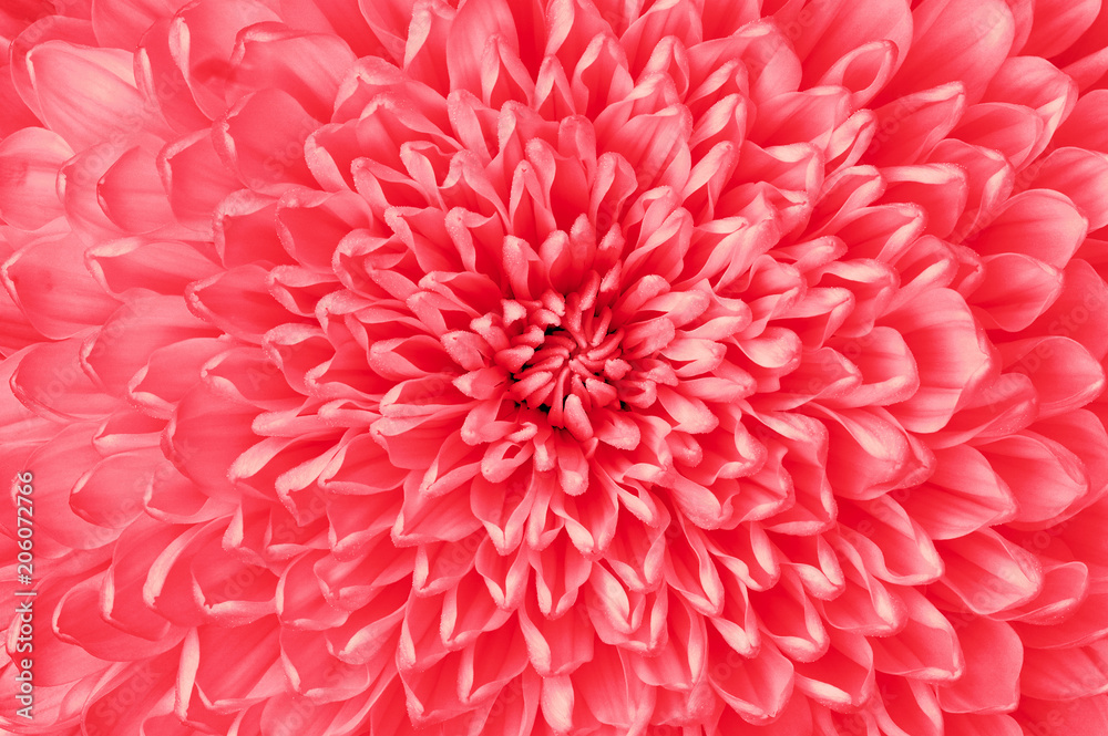 Chrysanthemum ruby (red) closeup. Macro. It can be used in website design and printing. Also good for designers.