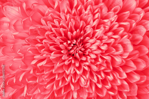 Chrysanthemum ruby  red  closeup. Macro. It can be used in website design and printing. Also good for designers.