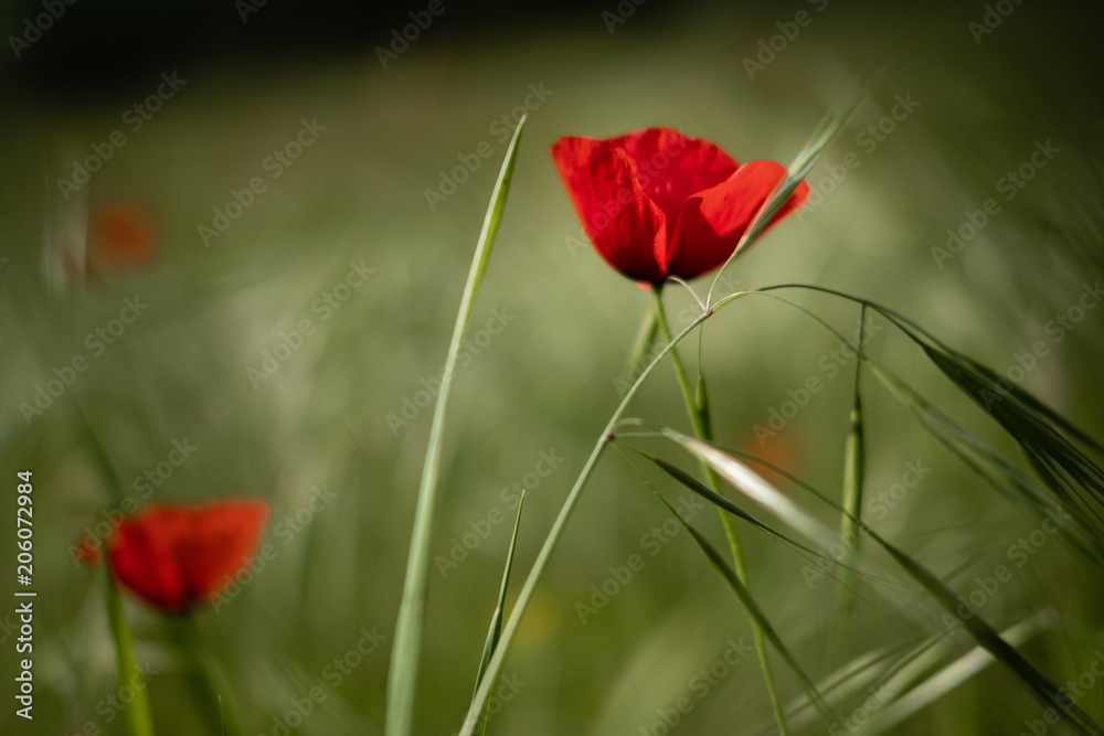 Obraz premium Coquelicots