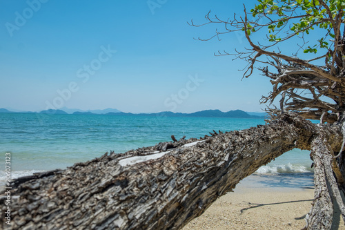 The tree fell down on the beach, blue sea.