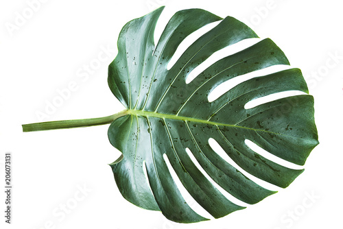 Monstera leaf isolatede on white background