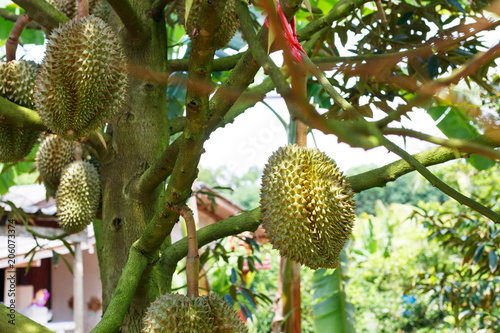 Durian tree in the garden.