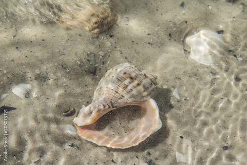 The wave rolls on the sand. Shells under the water. The wave washed ashore shells closeup view