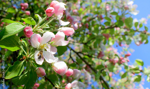Pink blossom apple tree and bee pollinating apple bloom