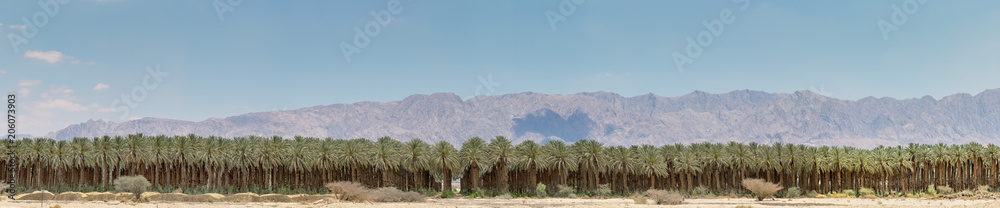Panorama. Plantation of date palms. Image depicts advanced tropical and desert agriculture in the Middle East