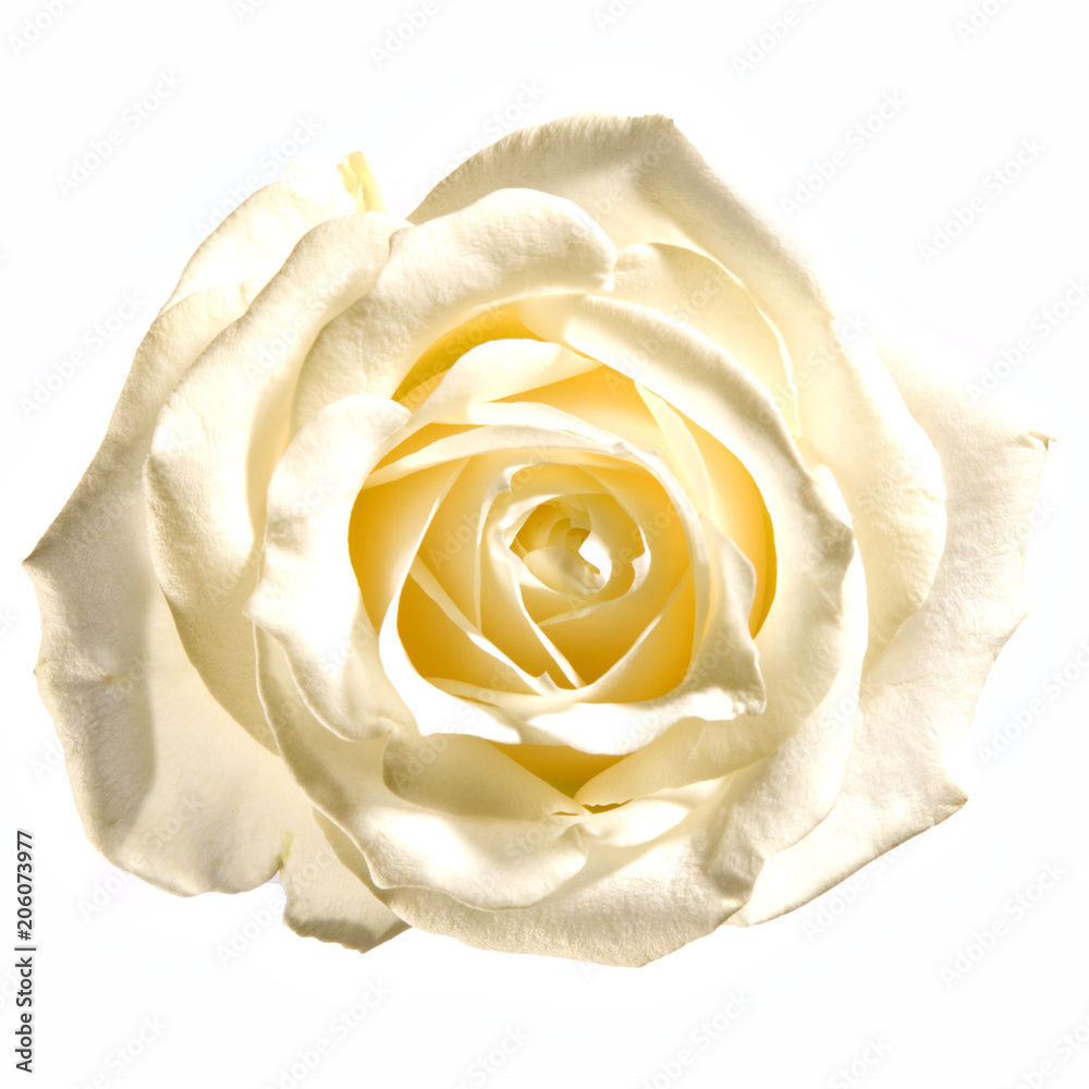 Rose weiß Blume Königin der Blumen rot liebe Valentins Tag Rosen Schale