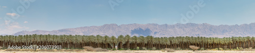 Panorama. Plantation of date palms. Image depicts advanced tropical and desert agriculture in the Middle East