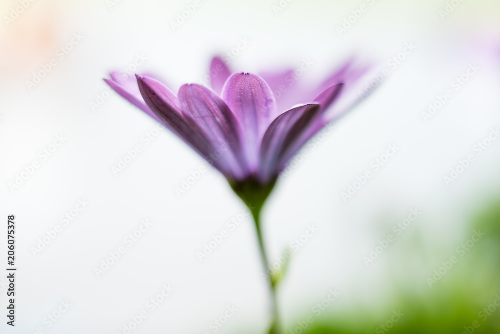 Purple Flower - 1