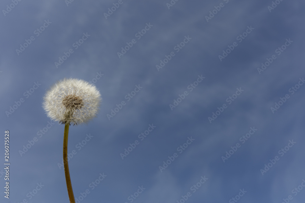 Single dandelion sead ball, on a blue sky background. Single dandelion sead ball, on a blue sky background.