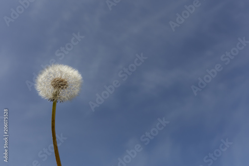 Single dandelion sead ball  on a blue sky background.