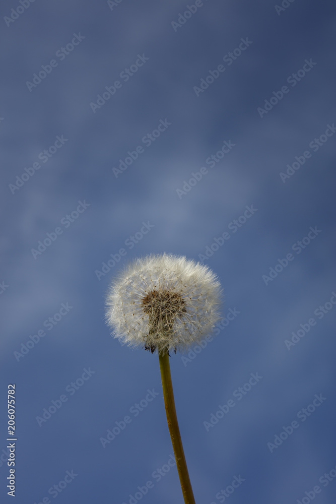 Single dandelion sead ball, on a blue sky background, in portrait format. Single dandelion sead ball, on a blue sky background, in portrait format.
