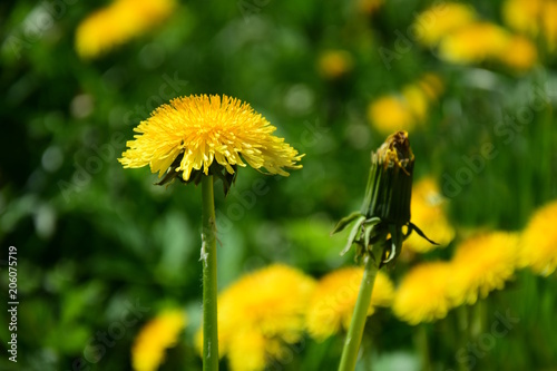 Fototapeta Naklejka Na Ścianę i Meble -  Löwenzahnblüten, Löwenzahn, Pusteblume