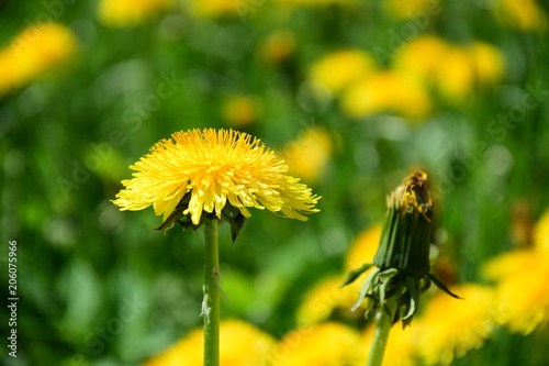 Fototapeta Naklejka Na Ścianę i Meble -  Löwenzahnblüten, Löwenzahn, Pusteblume