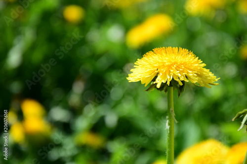 Fototapeta Naklejka Na Ścianę i Meble -  Löwenzahnblüten, Löwenzahn, Pusteblume