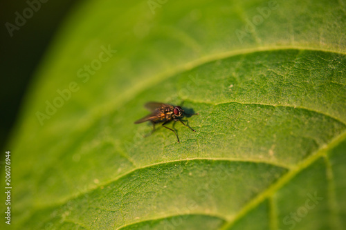 Fly on leaf, close-up