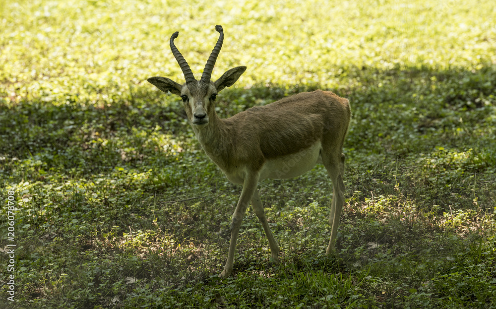 Persian gazelle (Gazella subgutturosa) at the edge of the forest Persian gazelle (Gazella subgutturosa) at the edge of the forest