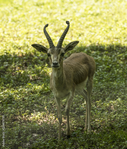 Persian gazelle (Gazella subgutturosa) at the edge of the forest photo