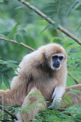Pileated Gibbon (Hylobates pileatus)