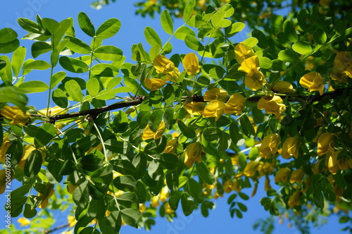 yellow acacia. Medical plant Caragana arborescens peashrub with beautiful yellow flowers in the spring. photo