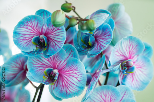 Fotografija Blue and pink orchid wonder of nature blooming isolated on a white background