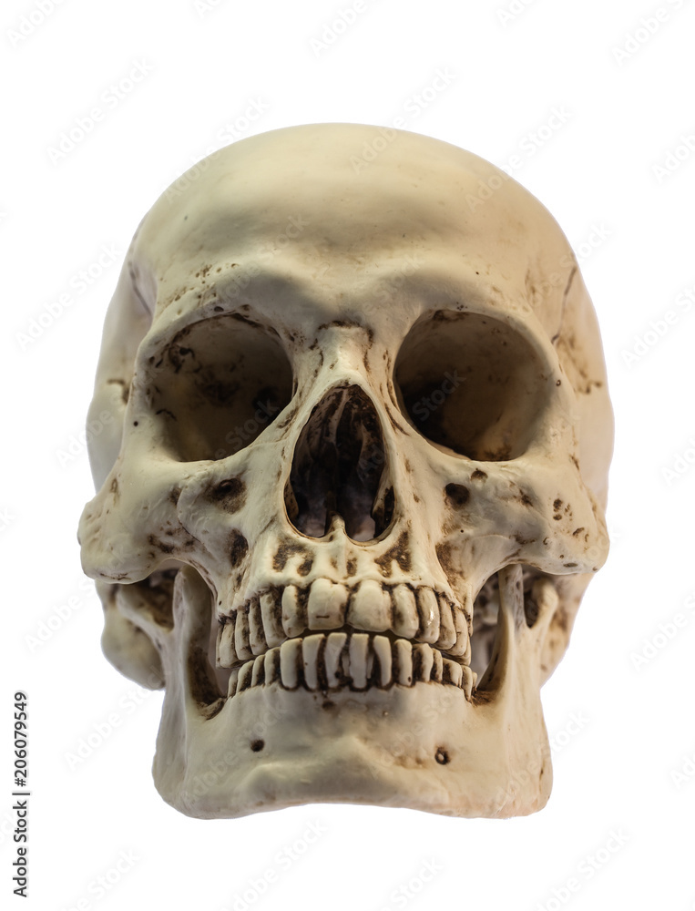 head skull image on white background with clipping path head skull image on white background with clipping path