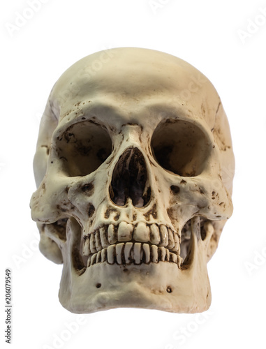 head skull image on white background with clipping path