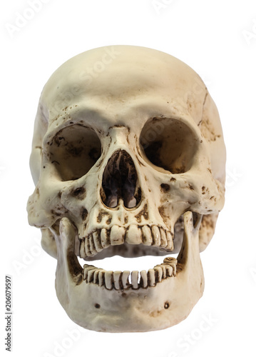 head skull image on white background with clipping path