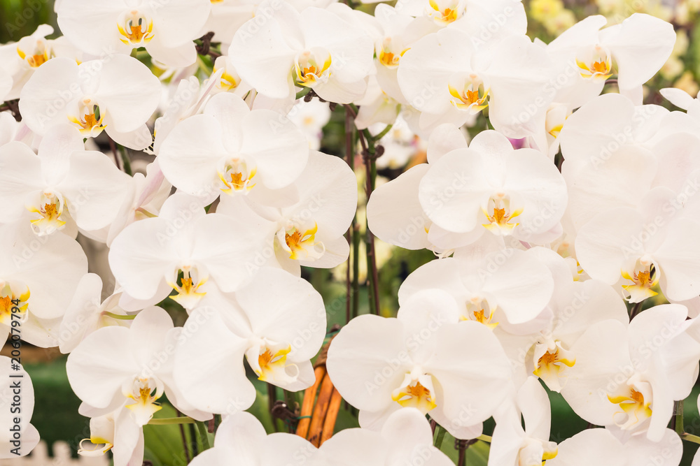 Obraz premium White Phalaenopsis orchid flowers taken as background