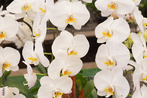 Beautiful White Phalaenopsis orchid flowers