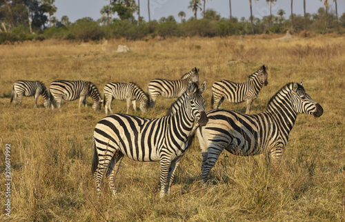 Zebra Herde in der Steppe bei weichem Abendlicht