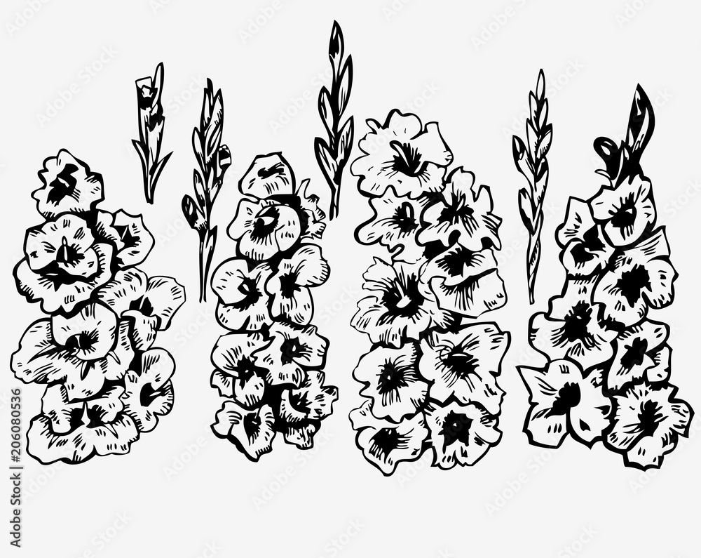 Fototapeta premium ink graphics gladiolus on white background