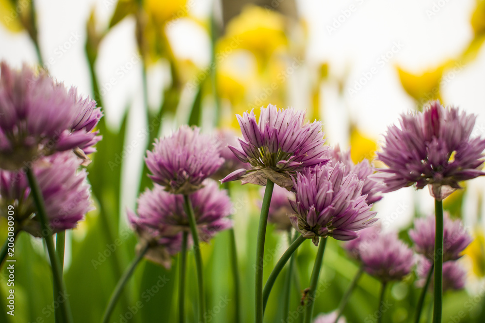 Obraz premium Beautiful garden flowers. Beauty clubs. The beauty of the earth's crust