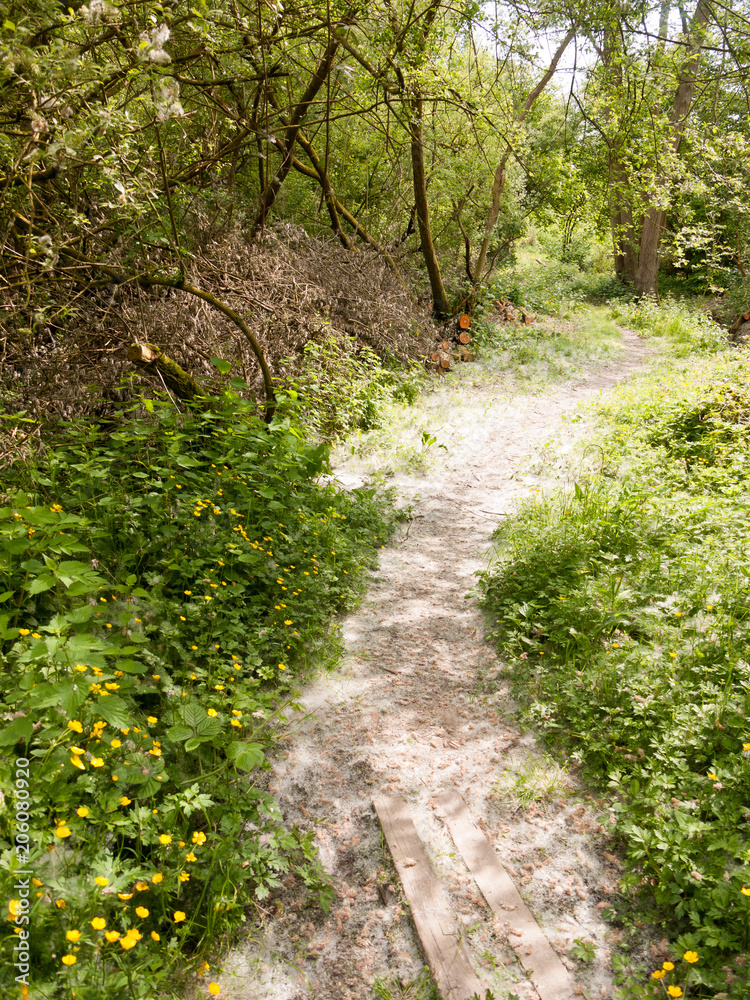 spring footpath passage trek trail through grove meadow wildflowers spring new fresh light day