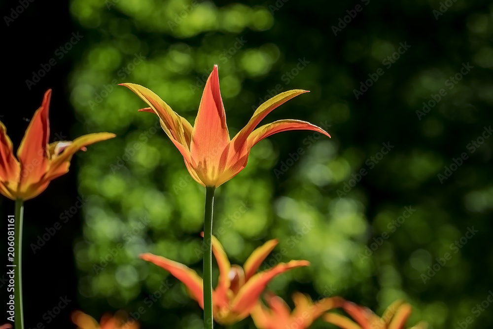 Obraz premium Tulips in the Central Park of culture and recreation in St. Petersburg.