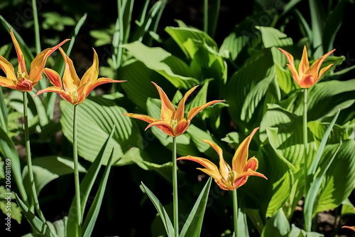 Tulips in the Central Park of culture and recreation in St. Petersburg.