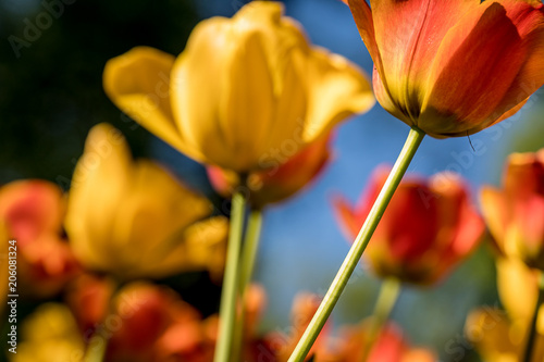 Tulips in the Central Park of culture and recreation in St. Petersburg.