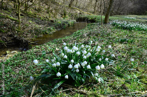 Maerzenbecherbluete auf der Schwaebischen alb photo