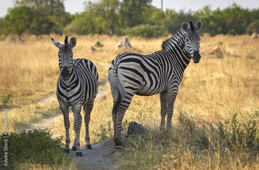 Obraz premium 2 Zebras in der Steppe bei warmen Abendlicht
