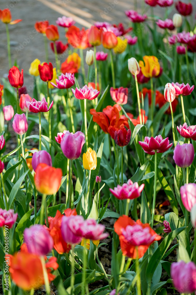 Tulips in the Central Park of culture and recreation in St. Petersburg.