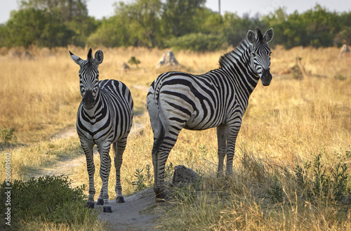 2 Zebras in der Steppe bei warmen Abendlicht