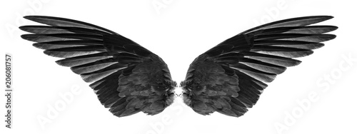black wings of bird isolated on white