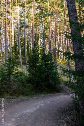 View of the Forest Road, heading deaper in the Woods - Moody Photo with Copy Space