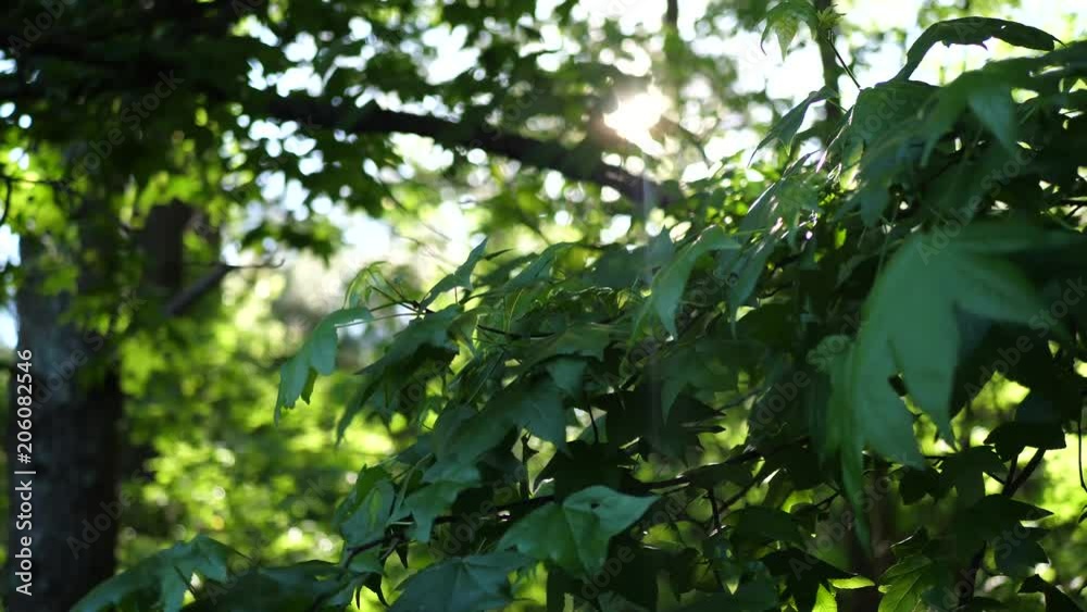 Leaves moving in the wind in a forest. Leaves moving in the wind in a forest.