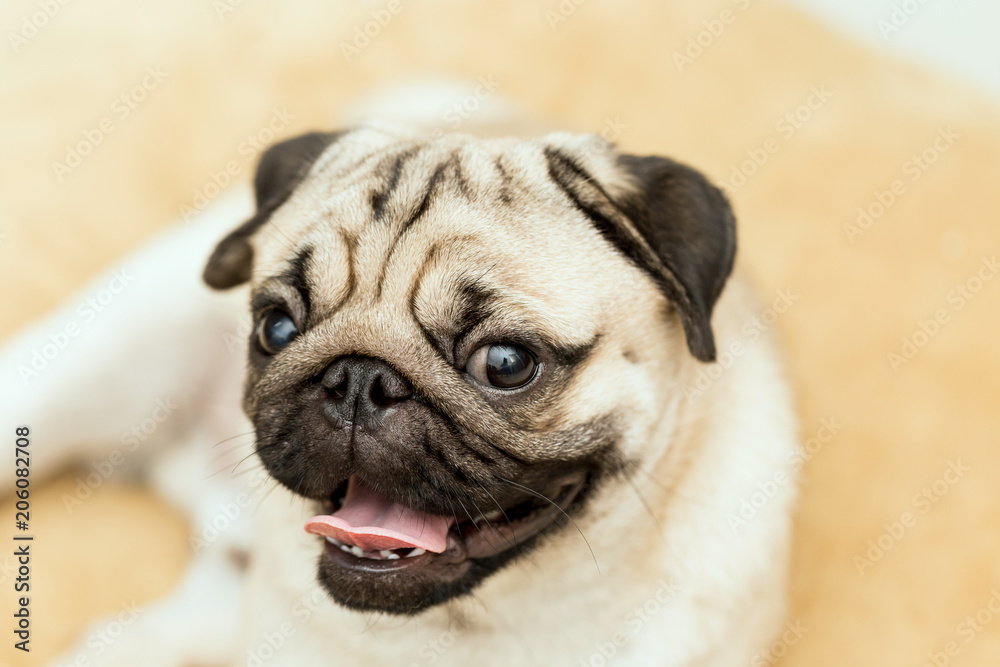 cute pug dog have a question and making funny face,Selective focus